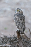 Image. Spotted Eagle-owl