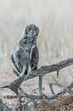 Image. Spotted Eagle-owl