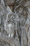 Image. Spotted Eagle-owl
