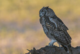 Image. Spotted Eagle-owl