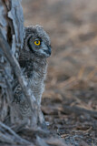 Image. Spotted Eagle-owl