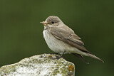 Image. Spotted Flycatcher