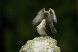 Image. Spotted Flycatcher