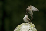 Image. Spotted Flycatcher