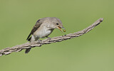 Image. Spotted Flycatcher