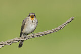 Image. Spotted Flycatcher