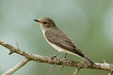 Image. Spotted Flycatcher