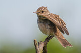 Image. Spotted Flycatcher