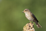 Image. Spotted Flycatcher