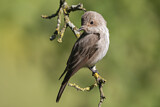 Image. Spotted Flycatcher