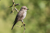 Image. Spotted Flycatcher