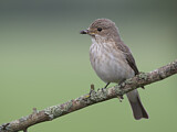 Image. Spotted Flycatcher