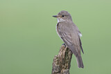 Image. Spotted Flycatcher