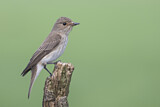 Image. Spotted Flycatcher