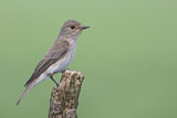 Image. Spotted Flycatcher