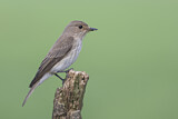 Image. Spotted Flycatcher