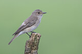 Image. Spotted Flycatcher