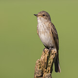 Image. Spotted Flycatcher