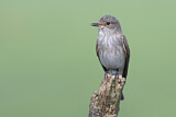 Image. Spotted Flycatcher