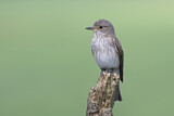 Image. Spotted Flycatcher
