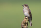 Image. Spotted Flycatcher