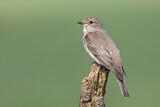 Image. Spotted Flycatcher
