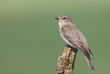 Image. Spotted Flycatcher