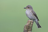 Image. Spotted Flycatcher