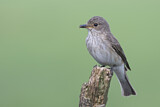 Image. Spotted Flycatcher