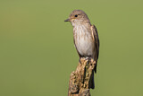 Image. Spotted Flycatcher