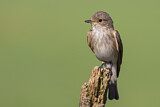 Image. Spotted Flycatcher
