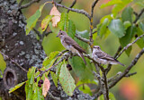 Image. Spotted Flycatcher