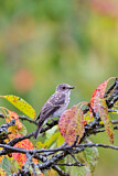 Image. Spotted Flycatcher