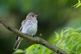 Image. Spotted Flycatcher