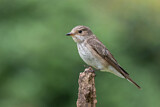 Image. Spotted Flycatcher