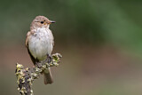 Image. Spotted Flycatcher