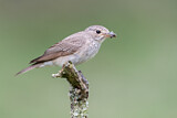 Image. Spotted Flycatcher