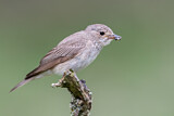 Image. Spotted Flycatcher