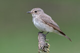 Image. Spotted Flycatcher