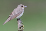 Image. Spotted Flycatcher