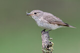 Image. Spotted Flycatcher