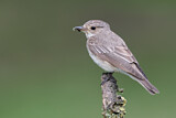 Image. Spotted Flycatcher