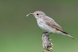 Image. Spotted Flycatcher