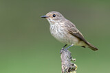 Image. Spotted Flycatcher