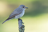 Image. Spotted Flycatcher