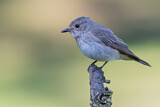 Image. Spotted Flycatcher
