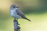 Image. Spotted Flycatcher