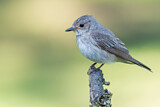 Image. Spotted Flycatcher