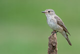 Image. Spotted Flycatcher