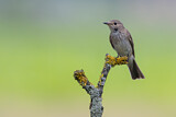 Image. Spotted Flycatcher